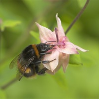 Buy canvas prints of Busy Bee by Malcolm McHugh