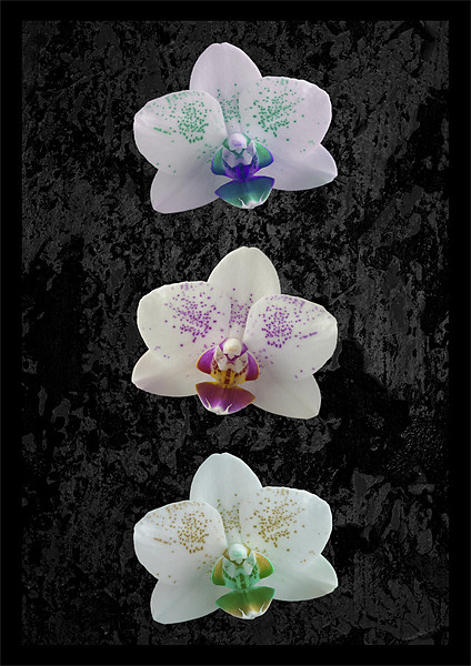 Orchid Trio Picture Board by Malcolm McHugh