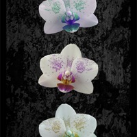 Buy canvas prints of Orchid Trio by Malcolm McHugh