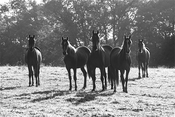 Early Morning Horses Picture Board by Malcolm McHugh