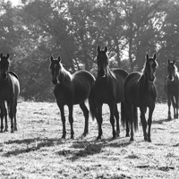Buy canvas prints of Early Morning Horses by Malcolm McHugh