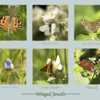 Buy canvas prints of Winged Jewels by Malcolm McHugh
