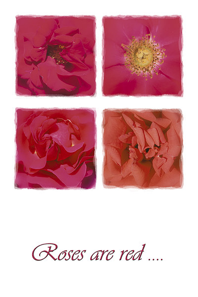 Roses are red .... Picture Board by Malcolm McHugh