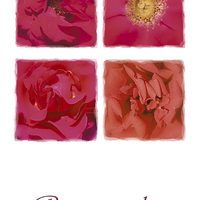 Buy canvas prints of Roses are red .... by Malcolm McHugh