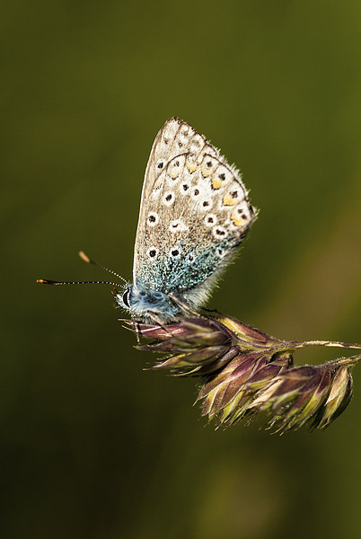 Chalkhill Blue Butterfly Picture Board by Malcolm McHugh