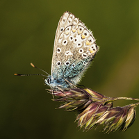 Buy canvas prints of Chalkhill Blue Butterfly by Malcolm McHugh