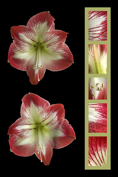 Amaryllis Picture Board by Malcolm McHugh