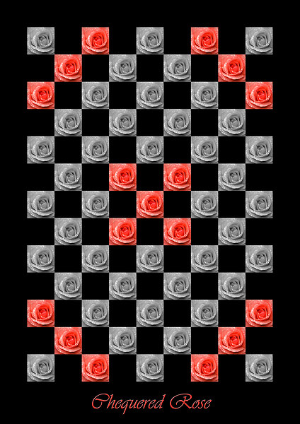 Chequered Rose Picture Board by Malcolm McHugh