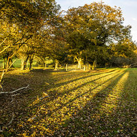 Buy canvas prints of Autumn Shadows by Malcolm McHugh