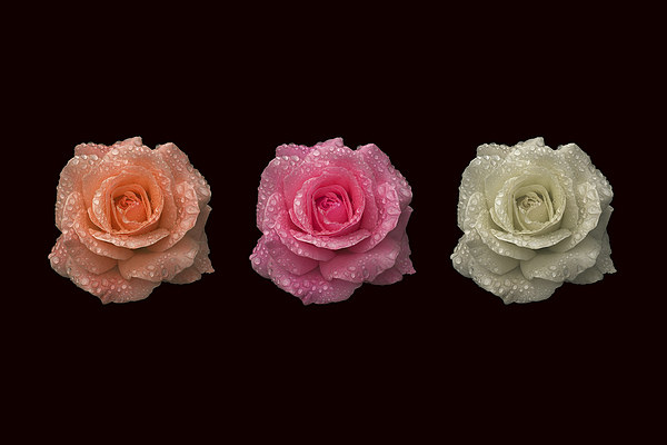 Three in a Roses Picture Board by Malcolm McHugh