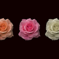 Buy canvas prints of Three in a Roses by Malcolm McHugh