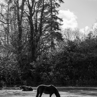 Buy canvas prints of New Forest Silhouette by Malcolm McHugh