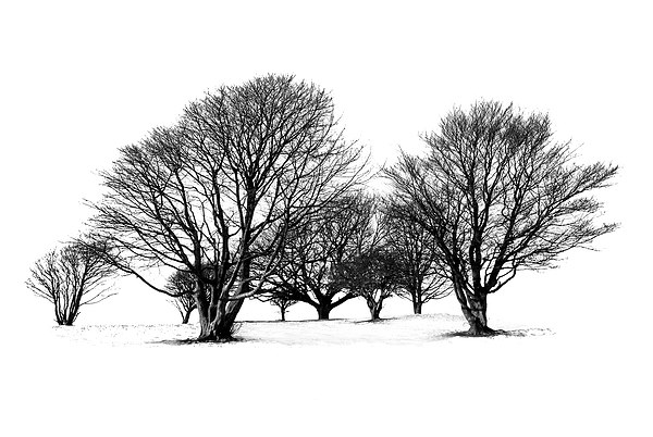 Cissbury Trees Picture Board by Malcolm McHugh