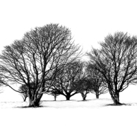 Buy canvas prints of Cissbury Trees by Malcolm McHugh