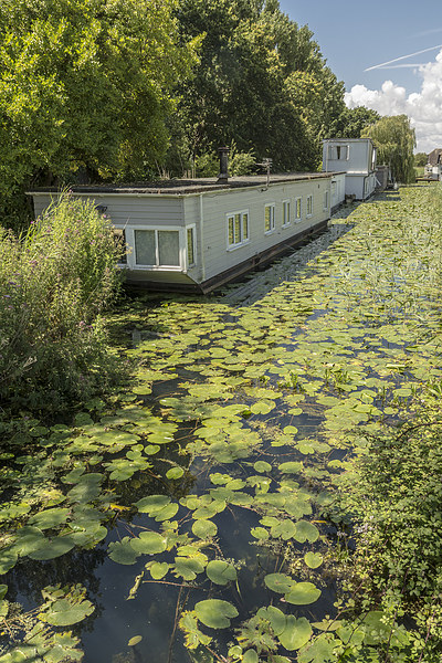 Water lilies on the canal Picture Board by Malcolm McHugh