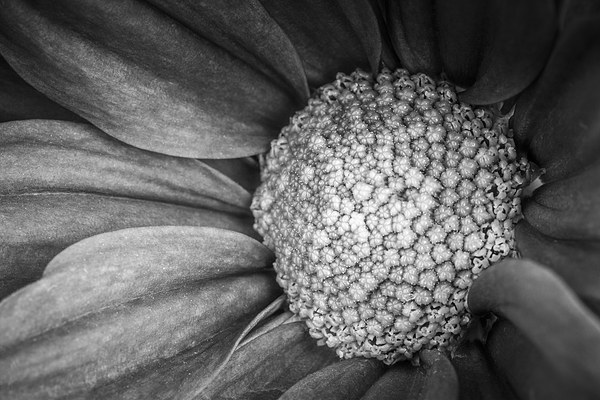  Flower - Up Close Picture Board by Malcolm McHugh