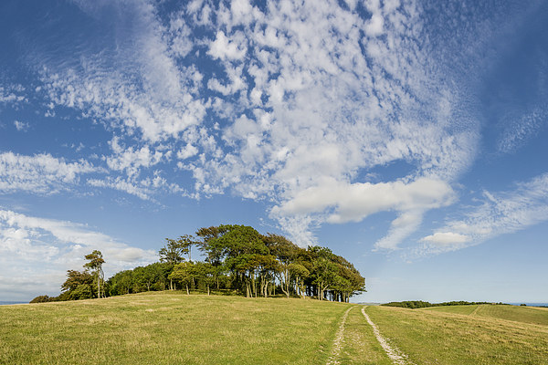 Big Sky over Chanctonbury Ring Picture Board by Malcolm McHugh
