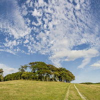 Buy canvas prints of Big Sky over Chanctonbury Ring by Malcolm McHugh