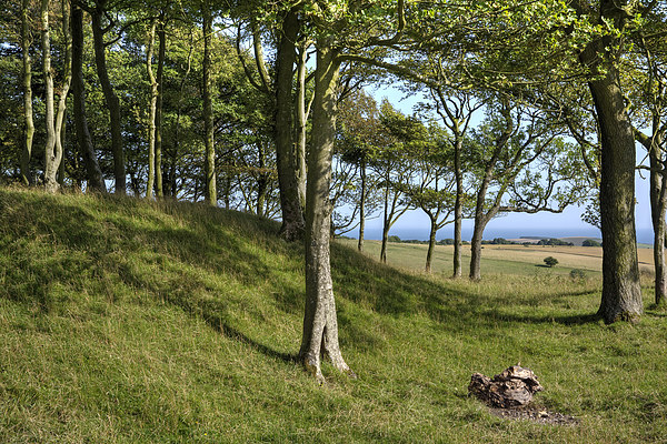 Chanctonbury Rampart Picture Board by Malcolm McHugh