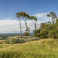 Buy canvas prints of Three Trees Panorama by Malcolm McHugh