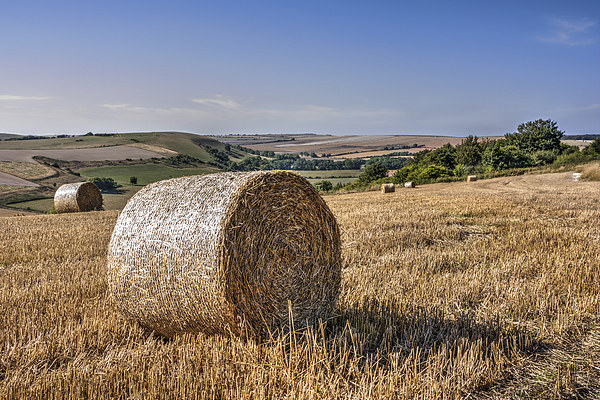 South Downs Harvest Picture Board by Malcolm McHugh