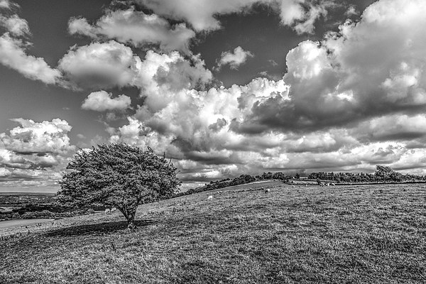Solitary Downland Tree Picture Board by Malcolm McHugh