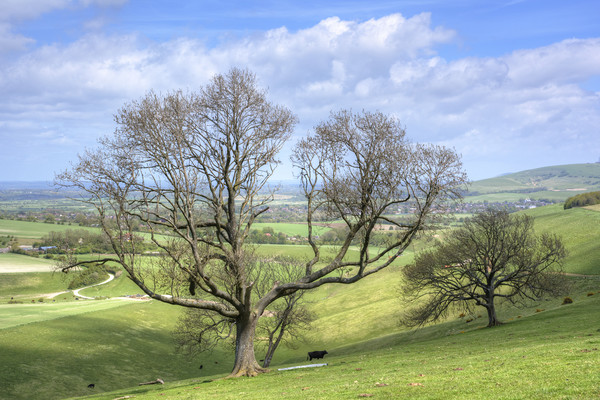 Early Spring on Steyning Bowl Picture Board by Malcolm McHugh