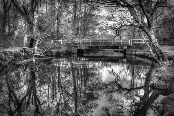 Forest Reflections Picture Board by Malcolm McHugh
