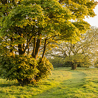 Buy canvas prints of Shades of Spring at Cissbury Ring by Malcolm McHugh