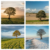 Buy canvas prints of The Nowhere Tree - Four Seasons by Malcolm McHugh