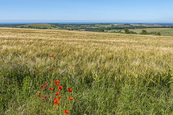 Downland Red Picture Board by Malcolm McHugh