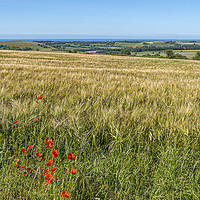 Buy canvas prints of Downland Red by Malcolm McHugh