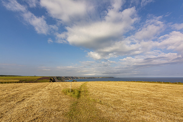 Coastal Path on the Downs Picture Board by Malcolm McHugh