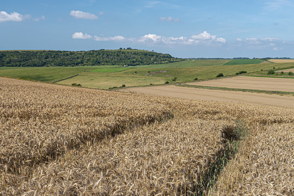 Cissbury Harvest - South Downs National Park Picture Board by Malcolm McHugh