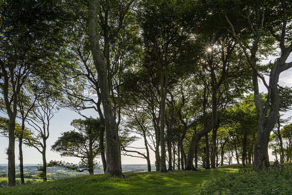 Enchanting Chanctonbury Ring Trees Picture Board by Malcolm McHugh