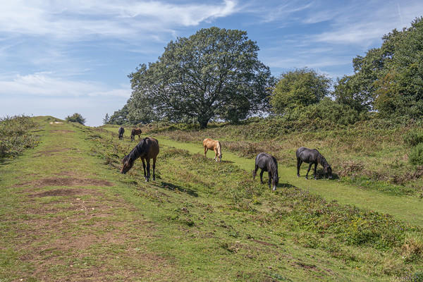 Majestic New Forest Ponies Grazing at Cissbury Rin Picture Board by Malcolm McHugh