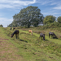 Buy canvas prints of Majestic New Forest Ponies Grazing at Cissbury Rin by Malcolm McHugh