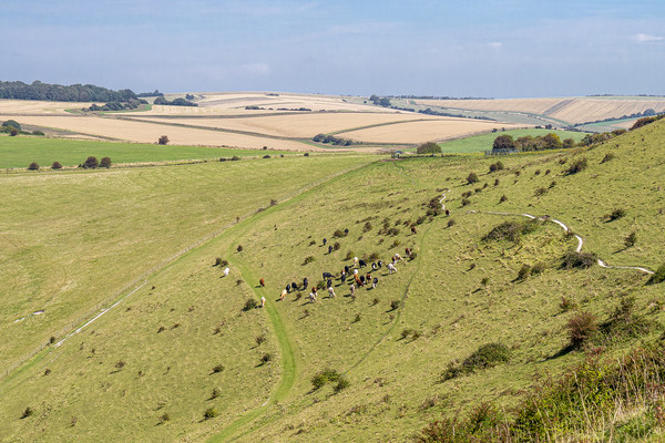 Cattle Grazing on the slope of Historic Cissbury R Picture Board by Malcolm McHugh