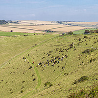 Buy canvas prints of Cattle Grazing on the slope of Historic Cissbury R by Malcolm McHugh