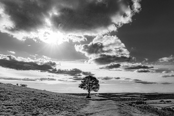 Lone Seat and Tree with a View Picture Board by Malcolm McHugh