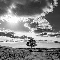 Buy canvas prints of Lone Seat and Tree with a View by Malcolm McHugh