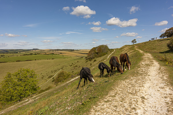 Four Amigos - Ponies Grazing on Historic Cissbury  Picture Board by Malcolm McHugh