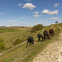 Buy canvas prints of Four Amigos - Ponies Grazing on Historic Cissbury  by Malcolm McHugh