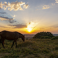 Buy canvas prints of Sunset Grazing by Malcolm McHugh