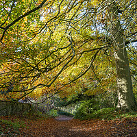 Buy canvas prints of South Downs Autumn Hues by Malcolm McHugh
