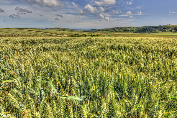 South Downs Barley Picture Board by Malcolm McHugh