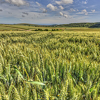 Buy canvas prints of South Downs Barley by Malcolm McHugh