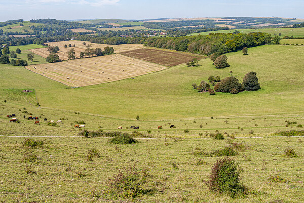 Cissbury Ring Rampart View Picture Board by Malcolm McHugh