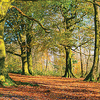 Buy canvas prints of Autumn Light by Malcolm McHugh