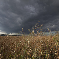Buy canvas prints of  Stormy skies over a field of Weat by Stephen Prosser